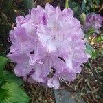 Rhododendron maximum Fiore