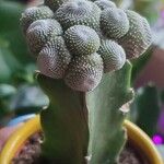 Blossfeldia liliputana Yaprak
