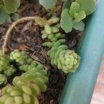 Sedum greggii Hoja