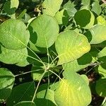 Cotinus coggygria Leaf