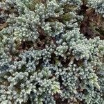 Juniperus squamata