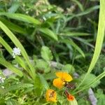 Fourraea alpina Flor