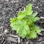 Ribes cynosbati Leaf