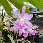 Laelia × crawshayana