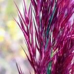 Phragmites australis Fleur