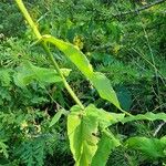 Hieracium prenanthoides Folha