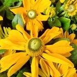 Rudbeckia hirta Habit