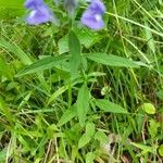 Scutellaria integrifolia Φύλλο