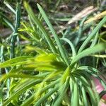 Euphorbia cyparissias Leht