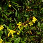 Berberis julianae Цвят