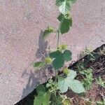 Passiflora foetida Blad