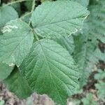 Rubus foliosus Blatt