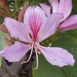 Bauhinia variegata Fiore