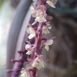 Rhipidoglossum rutilum Flower