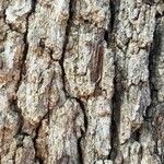 Quercus alba 樹皮