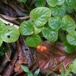 Geophila repens Staniste