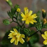 Lapsana communis 花