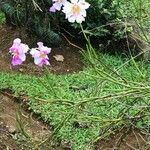 Papilionanthe teres Habit