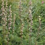 Artemisia atrata Staniste