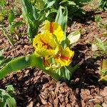 Tulipa gesneriana Кветка
