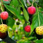 Cornus kousa Плід