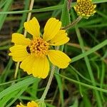 Aspilia mossambicensis Kvet