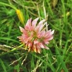 Trifolium hybridum Flor