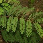 Caesalpinia decapetala Frunză
