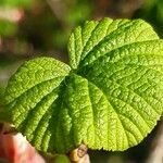 Ribes sanguineum Leaf