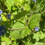 Veronica chamaedrys Leaf