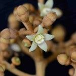 Schefflera morototoni 花