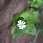 Stellaria neglectaBlodyn