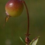 Vaccinium microcarpum Fruit