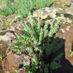 Rhodiola integrifolia Flower