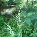 Elymus hystrix Frukto