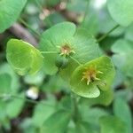 Euphorbia amygdaloides Flor