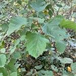 Crataegus submollis Листок