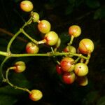 Chrysochlamys glauca Fruto