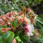 Syzygium ngoyense Flower