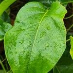 Passiflora nitida ഇല
