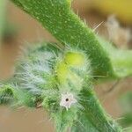 Gastrocotyle hispida फल