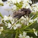 Lepidium drabaFlower