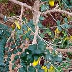 Sophora microphylla Hoja