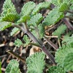 Nepeta × faassenii Coajă