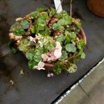 Begonia hydrocotylifolia Агульны выгляд