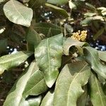 Ehretia tinifolia Hoja
