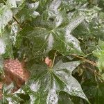 Acer truncatum List