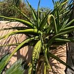 Aloidendron barberae Blad