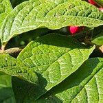 Cotoneaster bullatus Leaf