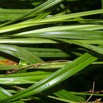 Scleria gaertneri Hoja